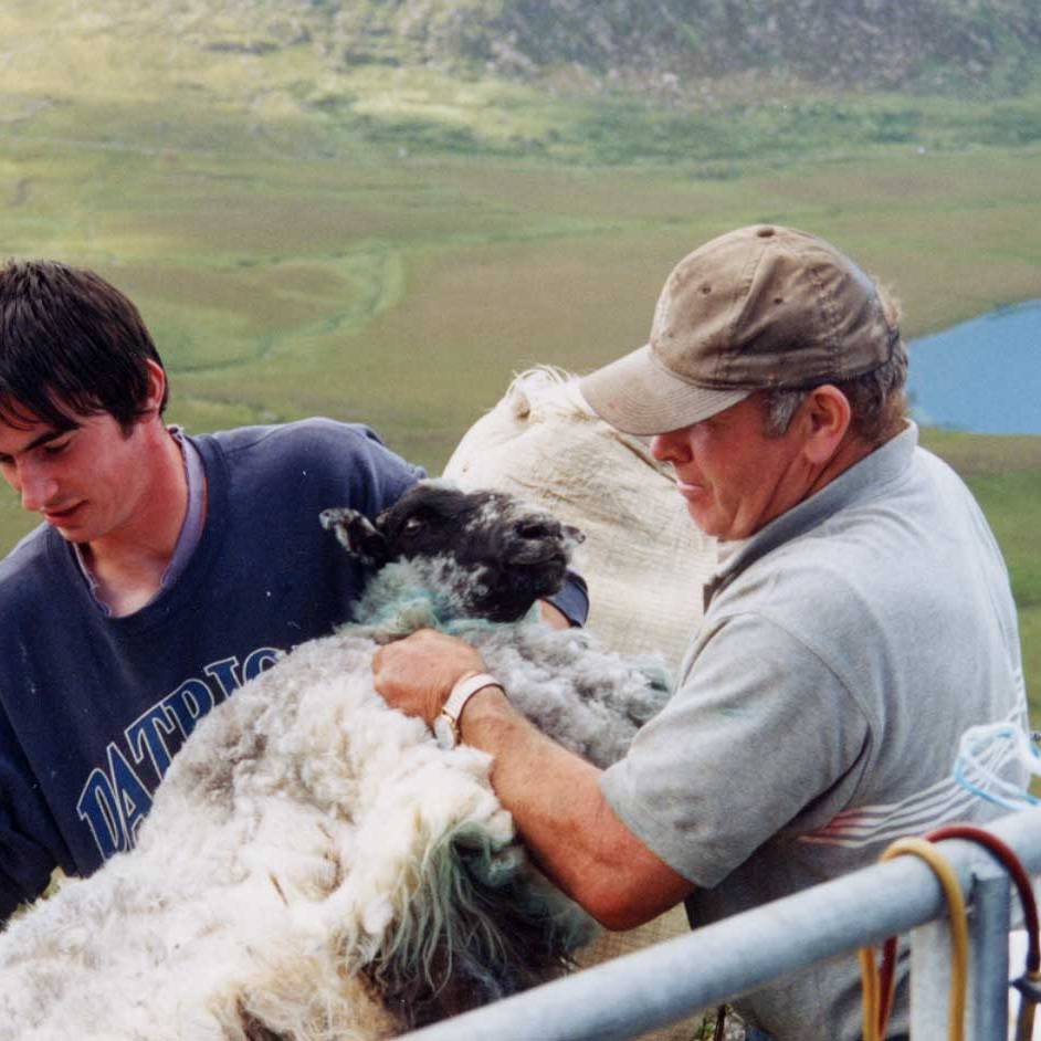 Irish Shepards with their sheep