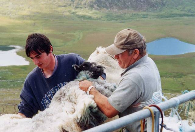 Irish Shepards with their sheep